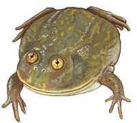 Image of: Lepidobatrachus laevis (Budgett's frog)