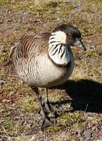 Branta sandvicensis - Nene Goose