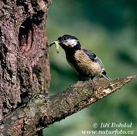 Parus major - Great Tit