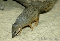 Mungotictis decemlineata - Narrow-striped Mongoose