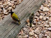 Image of: Ploceus melanocephalus (black-headed weaver)