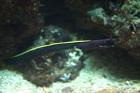 Rhinomuraena quaesita - Black Leafnosed Moray Eel