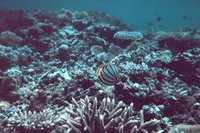 Chaetodon ornatissimus - Ornate Butterflyfish