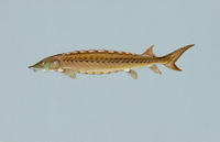 Image of: Acipenser brevirostrum (shortnose sturgeon)