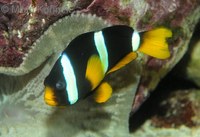 Amphiprion clarkii - Yellowtail clownfish