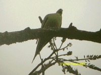 Pin-tailed Green Pigeon - Treron apicauda