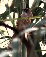 Jerdon's Babbler - Chrysomma altirostre