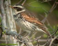 Dusky Thrush - Turdus naumanni