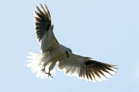 Black shouldered Kite