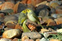 White plumed Honeyeater