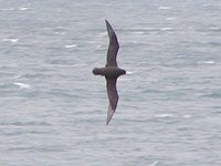 White-chinned Petrel - Procellaria aequinoctialis