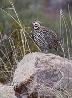 Montezuma Quail (Cyrtonyx montezumae) photo