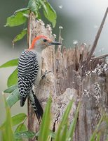 Red-bellied Woodpecker (Melanerpes carolinus) photo