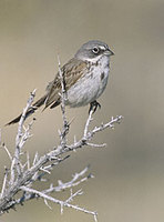 Sage Sparrow (Amphispiza nevadensis) photo