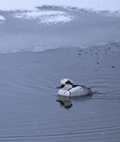 Smew (Mergellus albellus) photo