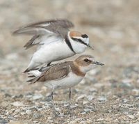 Kentish Plover (Charadrius alexandrinus) photo