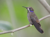 Brown Violet-ear (Colibri delphinae) photo