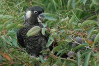 White-tailed Black-Cockatoo - Calyptorhynchus baudinii