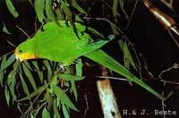 Superb Parrot - Polytelis swainsonii