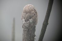 Common Potoo - Nyctibius griseus