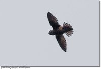 Great Dusky Swift - Cypseloides senex