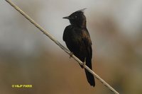 Crested Black-Tyrant - Knipolegus lophotes