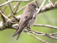 Mascarene Martin - Phedina borbonica