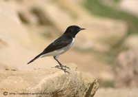 Hume's Wheatear - Oenanthe alboniger