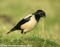 Rosy Starling - Pastor roseus