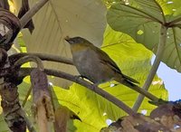 Yellow-throated Bush-Tanager - Chlorospingus flavigularis