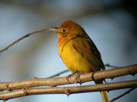 Summer Tanager - Piranga rubra