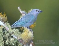 Sayaca Tanager - Thraupis sayaca