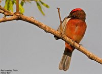 Red-crested Finch - Coryphospingus cucullatus