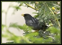 Slender-billed Finch - Xenospingus concolor