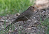 California Towhee - Pipilo crissalis