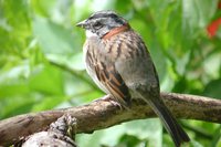 Rufous-collared Sparrow - Zonotrichia capensis