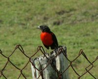 Red-breasted Blackbird - Sturnella militaris