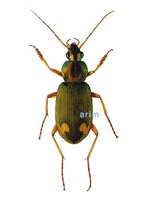 끝무늬녹색먼지벌레 - Chlaenius micans