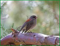 Gray-headed Junco at the George Walker House in Paradise