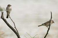 Spotted Fly and Garden Warbler