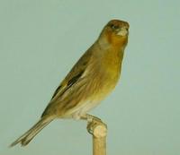 * Goldfinch x Canary Hybrid
