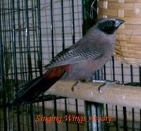 * Black Cheek Waxbill