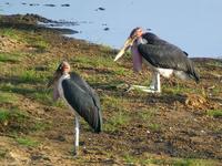 Marabou Stork (Maraboustork) - Leptoptilos crumeniferus