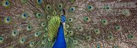 Male Peacock stock photo