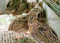 Wild type Coturnix Quail