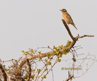 Naumanns thrush C20D 02586.jpg