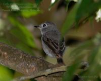 Asian Brown Flycatcher