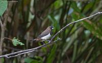 white-rumped-munia