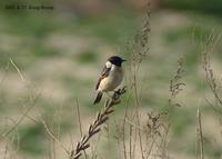 Common Stonechat Saxicola torquata 검은딱새