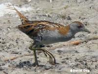 Baillon's Crake